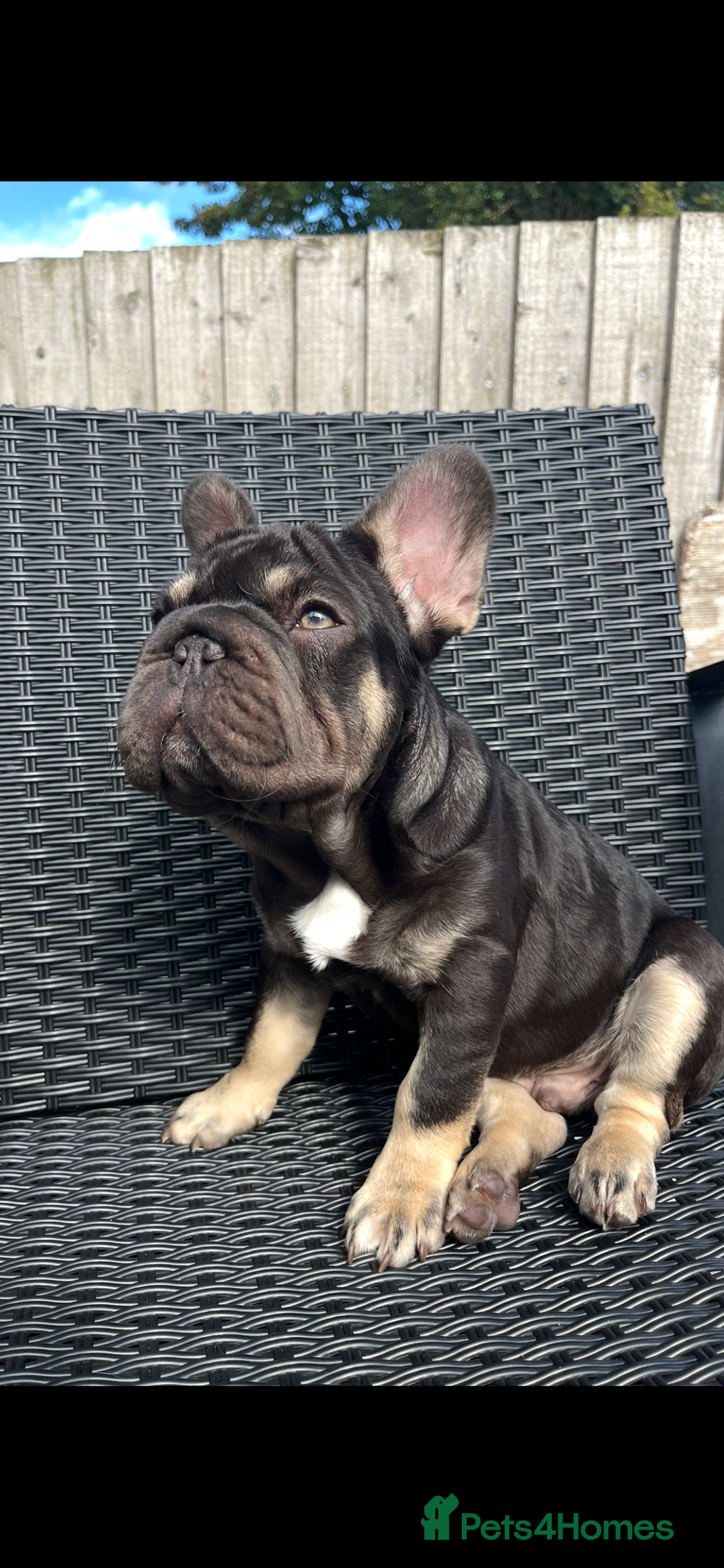 French Bulldog dogs for sale: Beautiful choc tan boy  - Advert 3