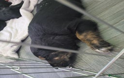 Mixed Breed dogs for sale: Border collie x irish setter pups *READY 3RD SEP* - Image 36