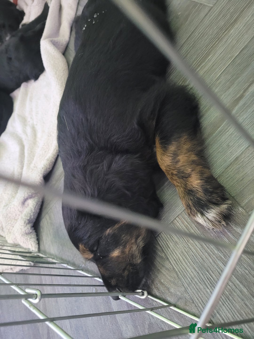 Mixed Breed dogs for sale: Border collie x irish setter pups *READY 3RD SEP* - Image 36