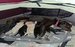 Borador dogs for sale: Borador puppies - Image 1