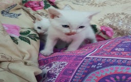 Mixed Breed cats for sale: Khao Manee kittens  - Image 3