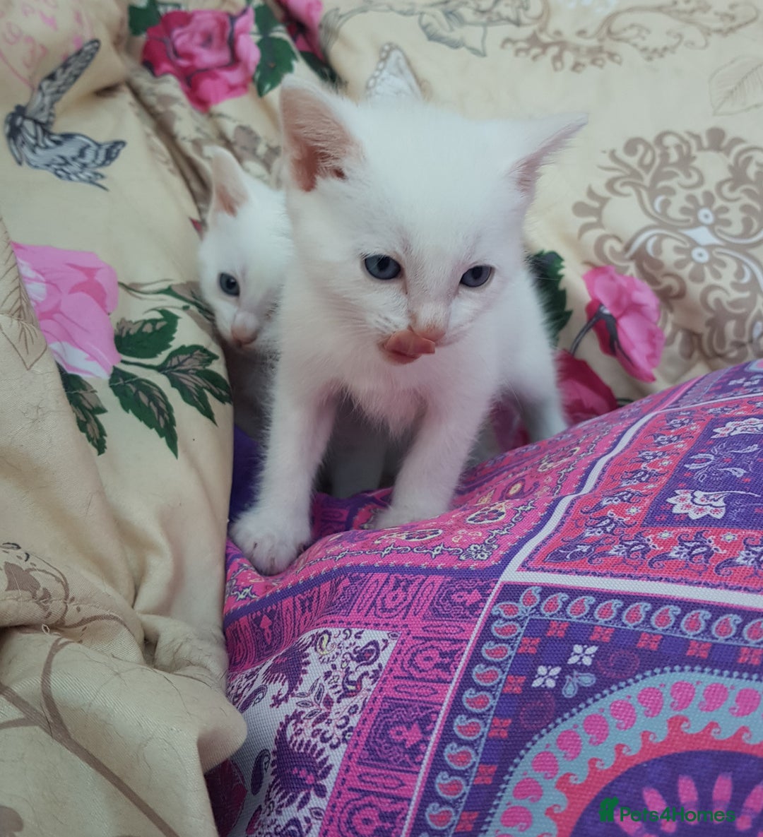 Mixed Breed cats for sale: Khao Manee kittens  - Image 3