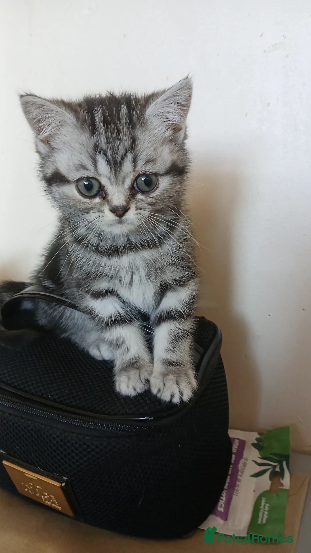 British Shorthair cats for sale: Bsh.Siver classic tabby kitten . - Advert 2