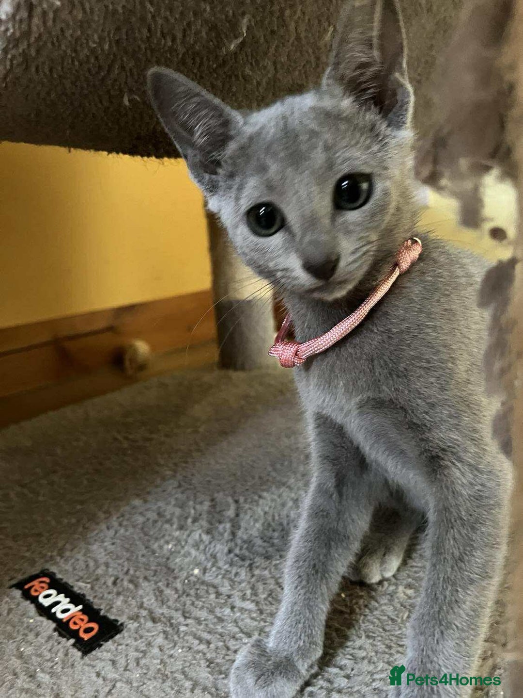 Russian Blue cats for sale: TICA REGISTERED Pure Breed Russian Blue Kittens - Image 18