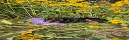 Cocker Spaniel dogs for sale: Working Cockers - Advert 6