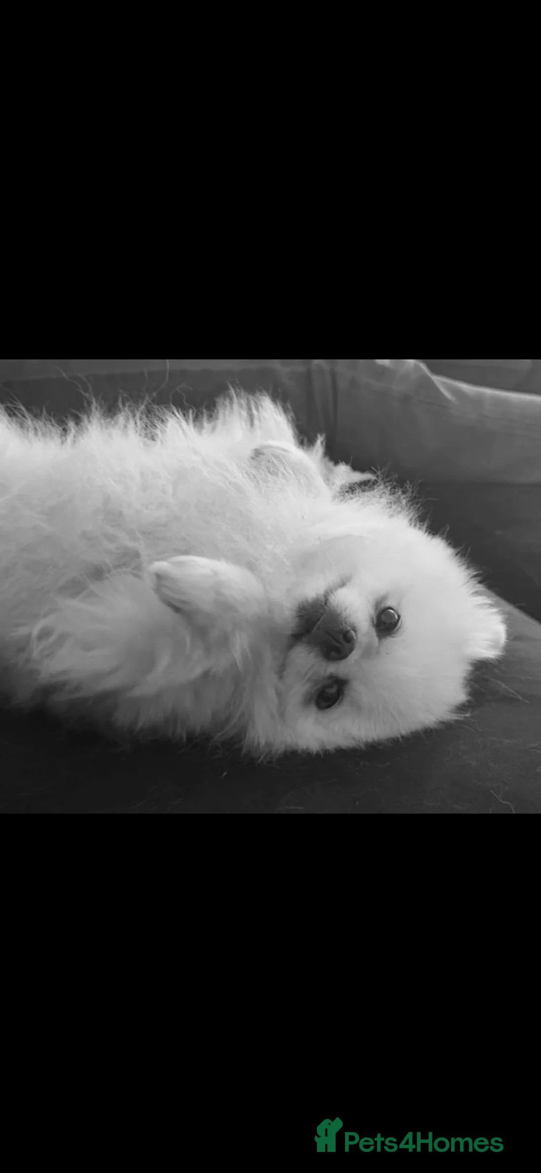 Pomeranian dogs for sale: 2 poms for sale white is female and brown is male  - Advert 2