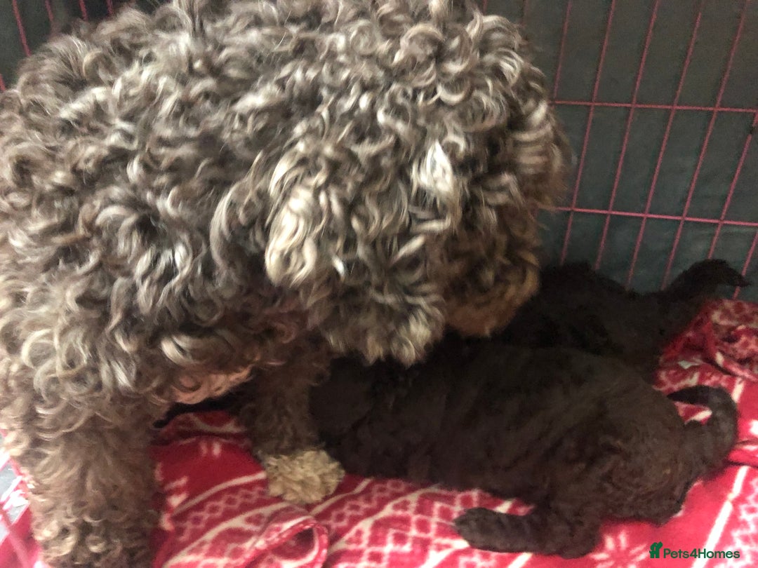 Cockapoo dogs for sale: Cockapoo boy puppies £600 ready now seen with mum  - Advert 1