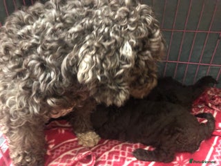 Cockapoo dogs Cockapoo boy puppies £600 ready now seen with mum - Advert 1