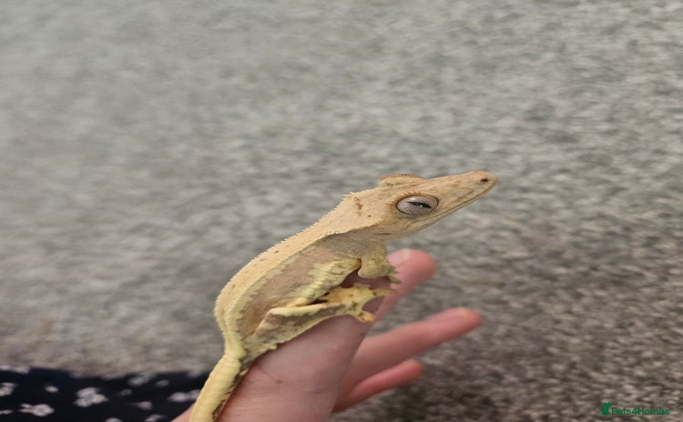 Gecko reptiles - Advert 13