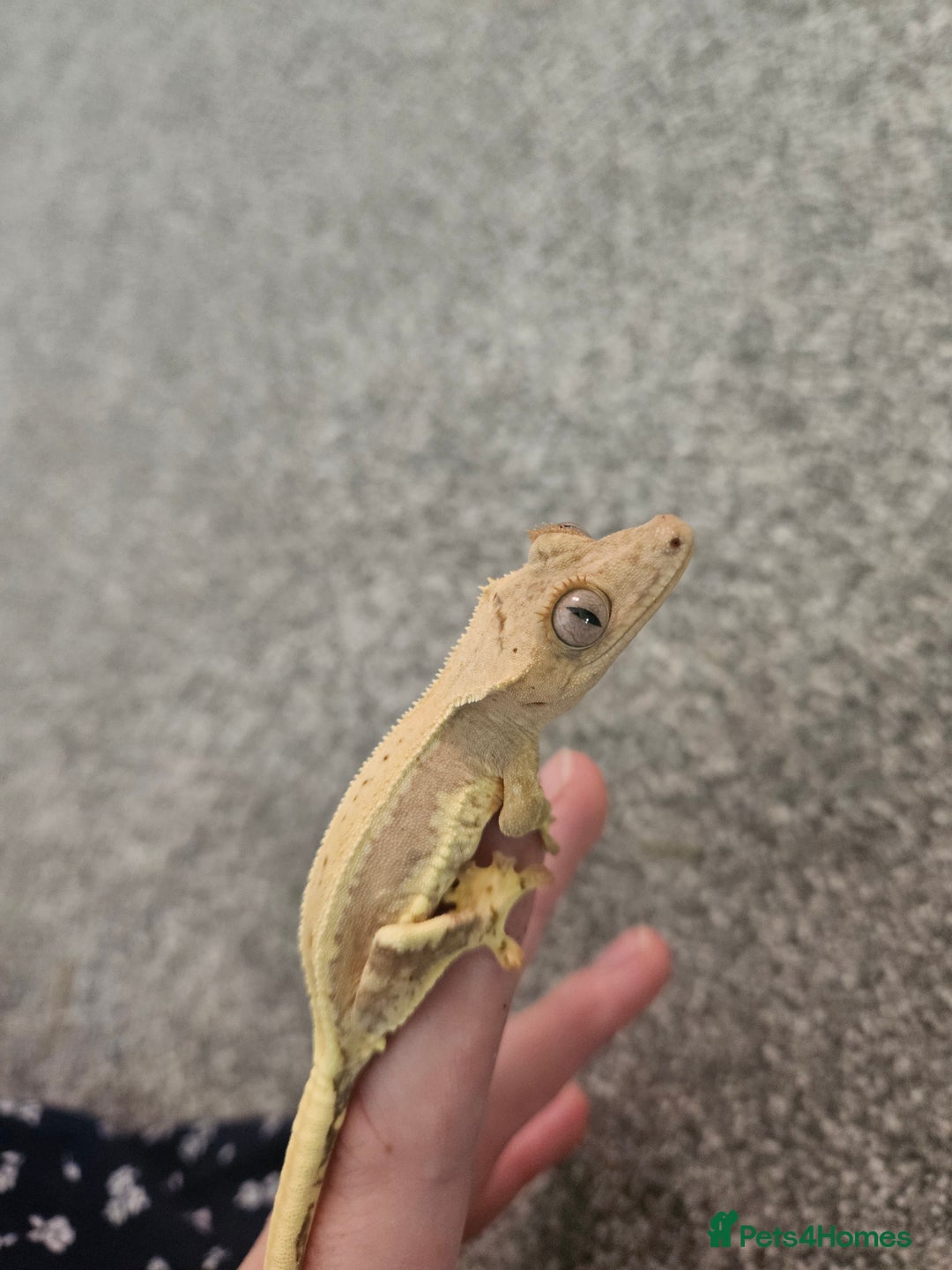 Gecko reptiles for sale: High Expression LilyWhite Crested Gecko - Image 1