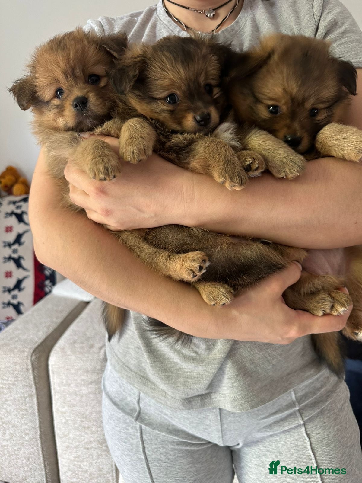 Pomchi dogs 💎 Luxury Teddy Bear Pomeranian Mix Puppies  - Advert 1