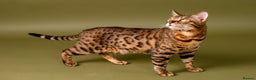 Bengal cats for stud: Stud cat Tica actives 5 generations pedigree  in Barnsley - Advert 10