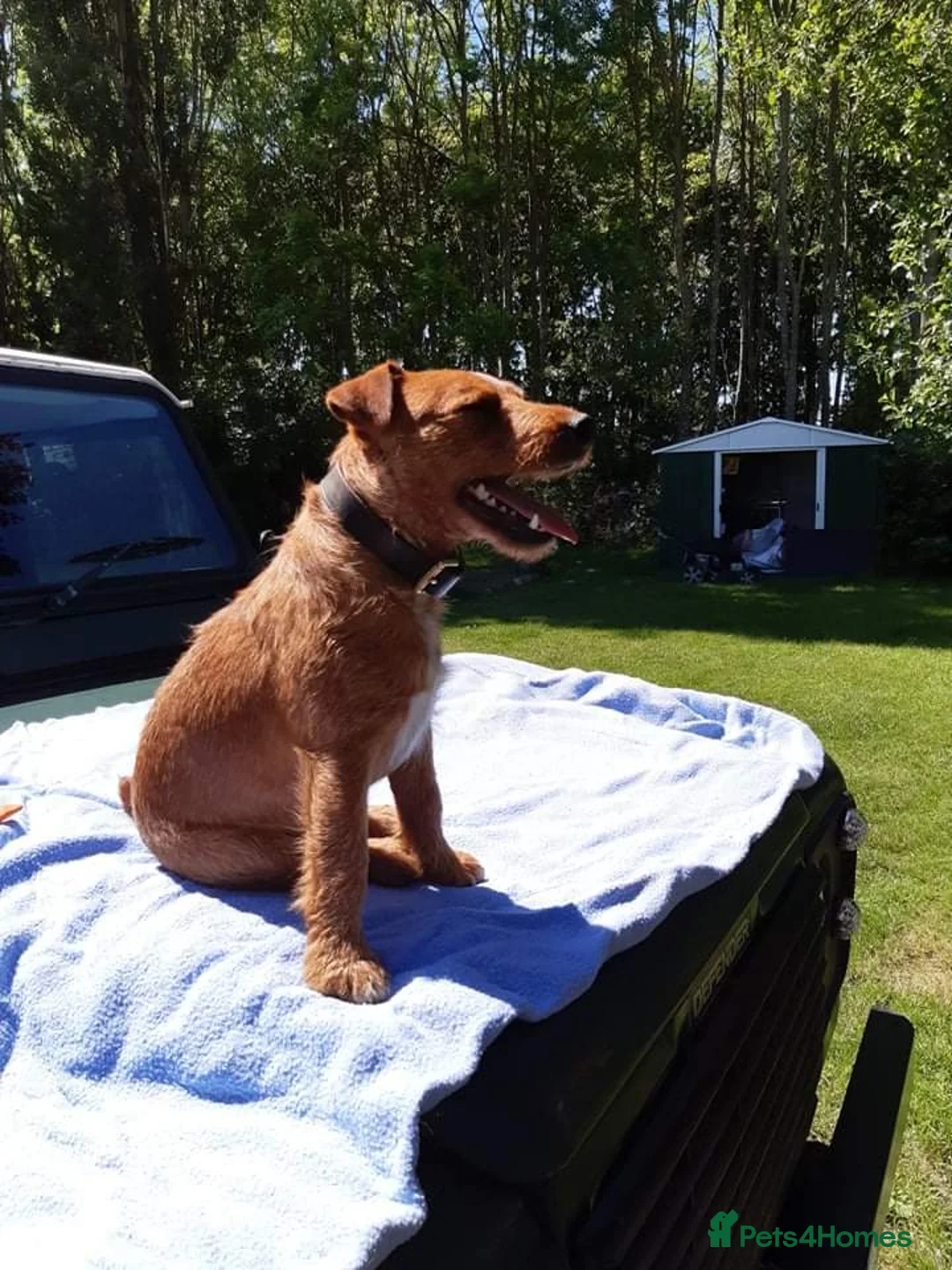 Lakeland Terrier dogs for stud: Stunning Red Lakeland Terrier from working lines in Newark - Advert 4