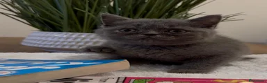 Scottish Straight female Kitten 3