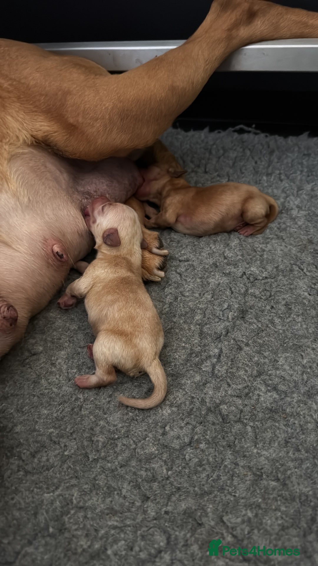 Labrador Retriever dogs for sale: Home bred working Labrador puppies - Image 6