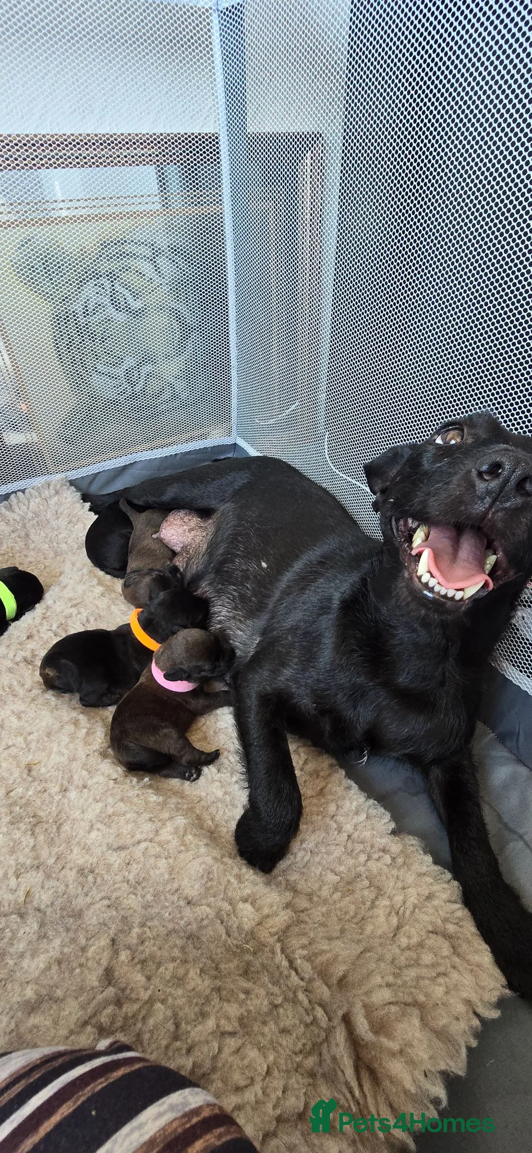 Mixed Breed dogs for sale: Patterdale X Lakeland Terrier  - Advert 1