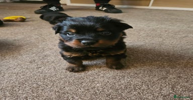 Rottweiler dogs Ready 11th dec kc rottweiler puppies 1 boy left - Advert 13