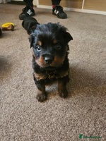 Rottweiler dogs Ready 11th dec kc rottweiler puppies 1 boy left - Advert 13