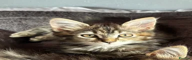 Female: cookie 