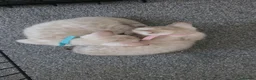 Bengal cats for sale: SNOW BENGALS TICA ACTIVE - Advert 7