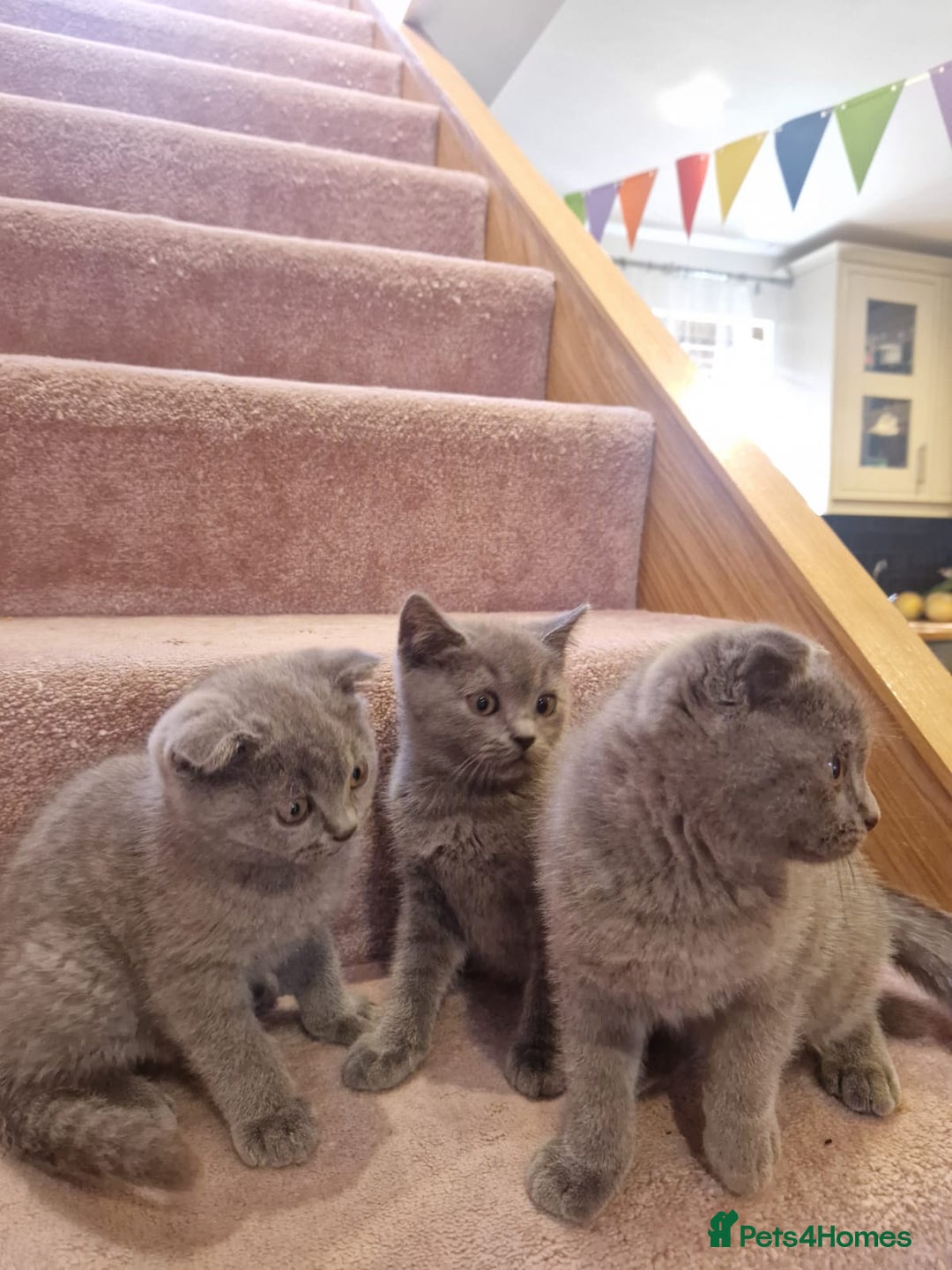 Scottish Fold cats for sale: 1 BSH Boy AVAILABLE. in Sheffield - Image 11