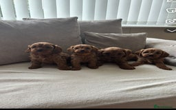 Cavapoo dogs for sale: Cava poo puppies, Ruby Red - Image 1