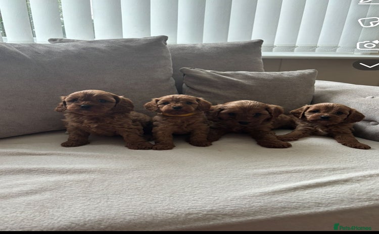 Cavapoo dogs - Advert 6