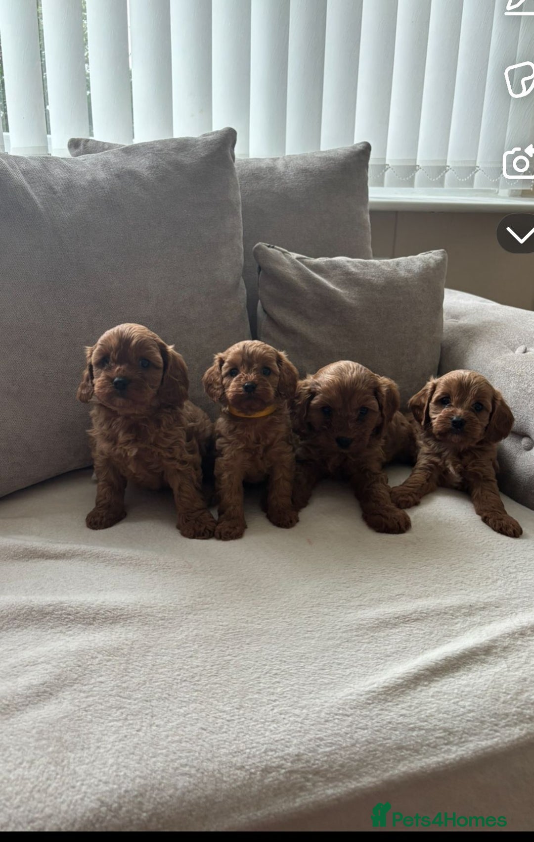 Cavapoo dogs for sale: Cava poo puppies, Ruby Red - Image 1