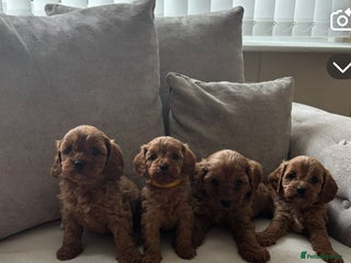 Cavapoo dogs - Advert 33