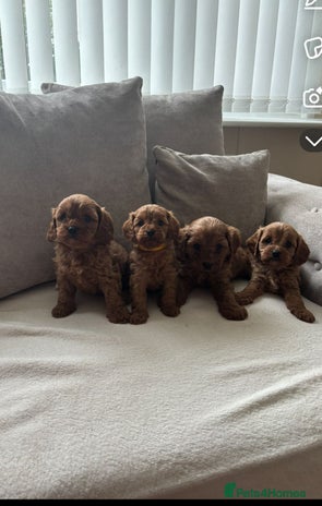 Cavapoo dogs - Advert 1