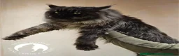 Maine Coon cats for sale: Black&Black Smoke Tica registered  - Advert 20