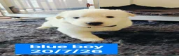 White Swiss Shepherd dogs for sale: Stunning KC reg long-coated White Swiss Shepherd - Advert 17