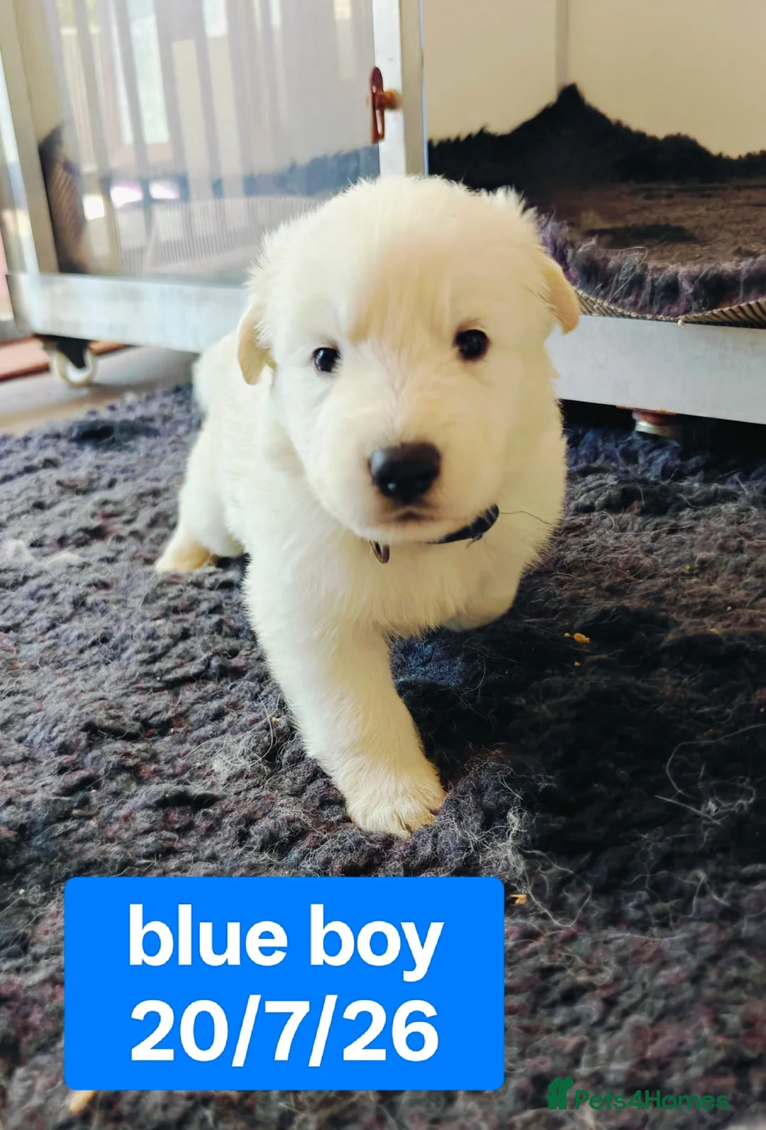 White Swiss Shepherd dogs for sale: Stunning KC reg long-coated White Swiss Shepherd - Advert 17