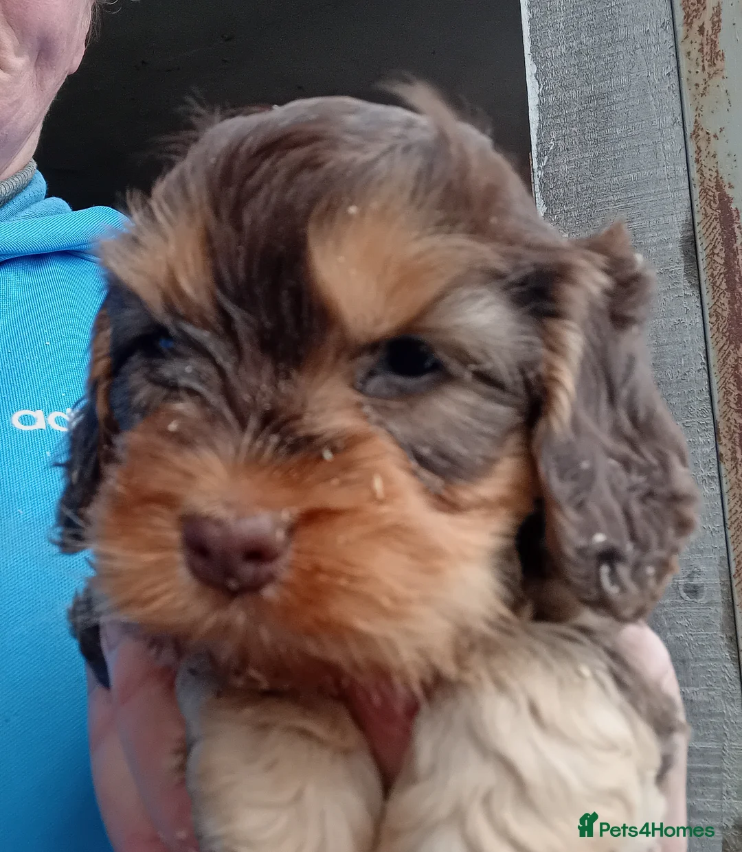 Cockapoo dogs for sale: Cockapoo pup - Advert 3