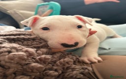 English Bull Terrier dogs for sale: English bull terierr puppies for sale  - Image 2