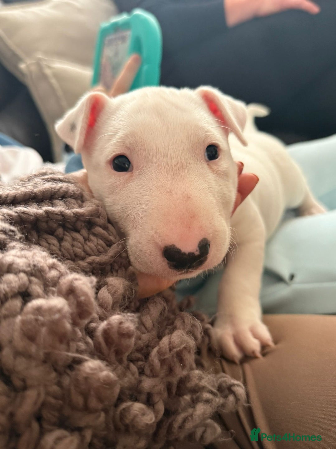 English Bull Terrier dogs for sale: English bull terierr puppies for sale  - Image 2