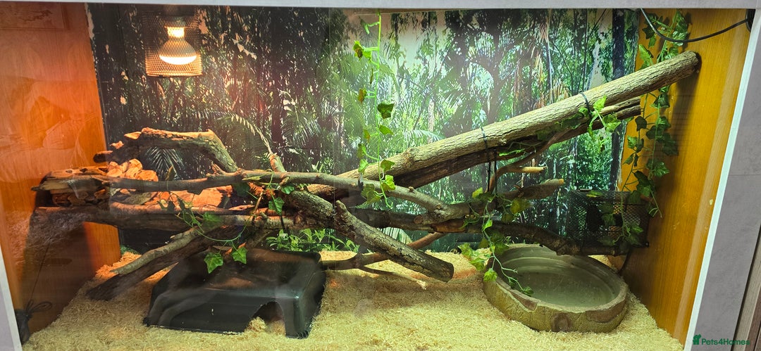 Boa Snake reptiles for sale: Large Snake Vivarium Setup + 2 Boa Constrictors - Advert 21