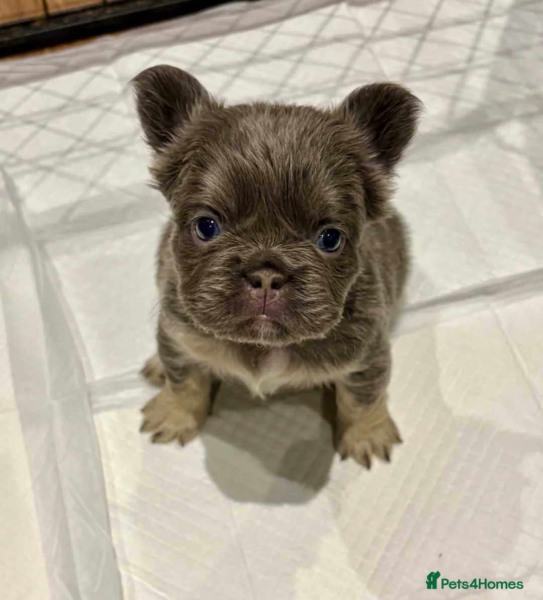 French Bulldog dogs for sale: Fluffy frenchies lilac & tan carrying test choc  in Goole - Advert 1