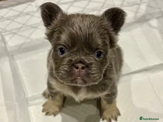 French Bulldog dogs Fluffy frenchies lilac & tan carrying test choc - Advert 1