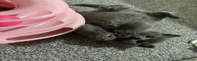 British Shorthair Kitten 2