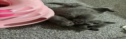 British Shorthair cats for sale: 💙Gorgeous Blue British Shorthair Kittens💙 - Advert 11