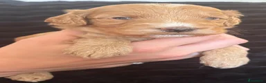 Cockapoo 3