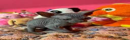 Sphynx cats for sale: Beautiful Sphynx Kittens – Ready 5th October - Advert 26