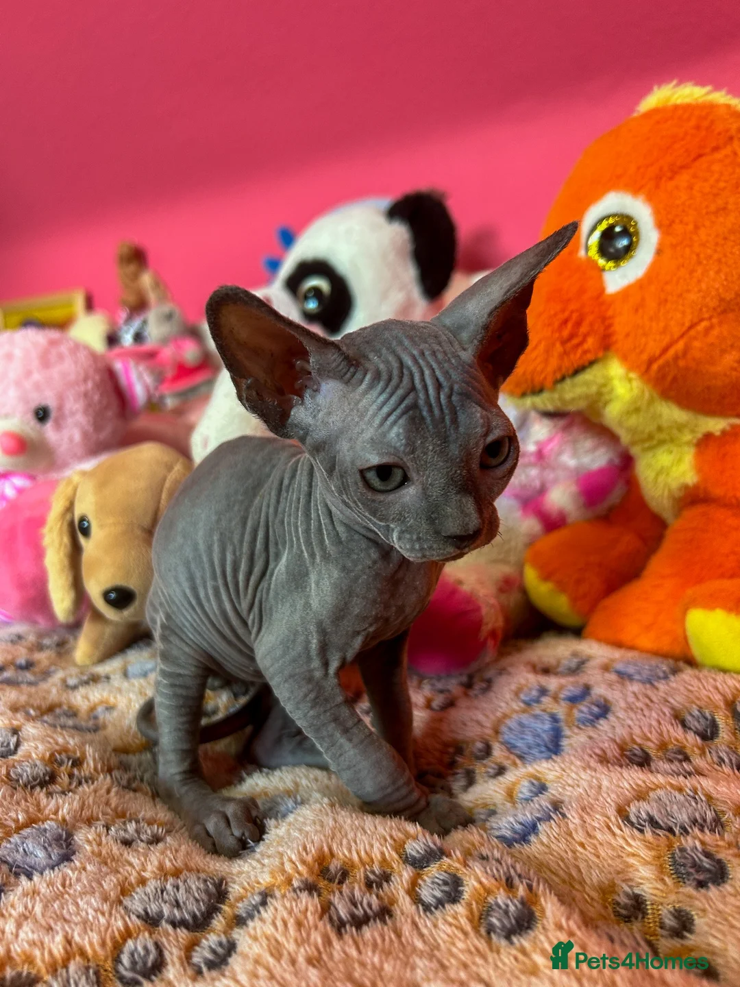 Sphynx cats for sale: Beautiful Sphynx Kittens – Ready 5th October - Advert 26