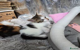 Mixed Breed cats for sale: Premium mixed breed kittens - Image 28