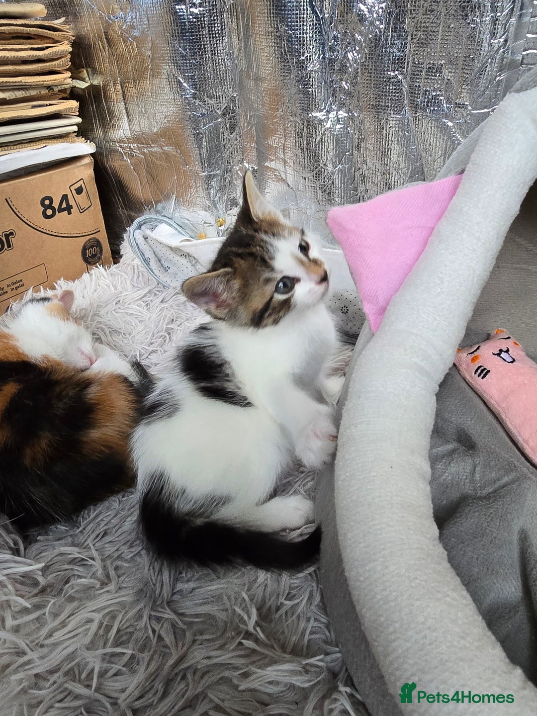 Mixed Breed cats for sale: Premium mixed breed kittens - Image 28