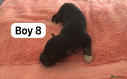 Border Collie dogs for sale: 10 border collies for sale  - Image 22