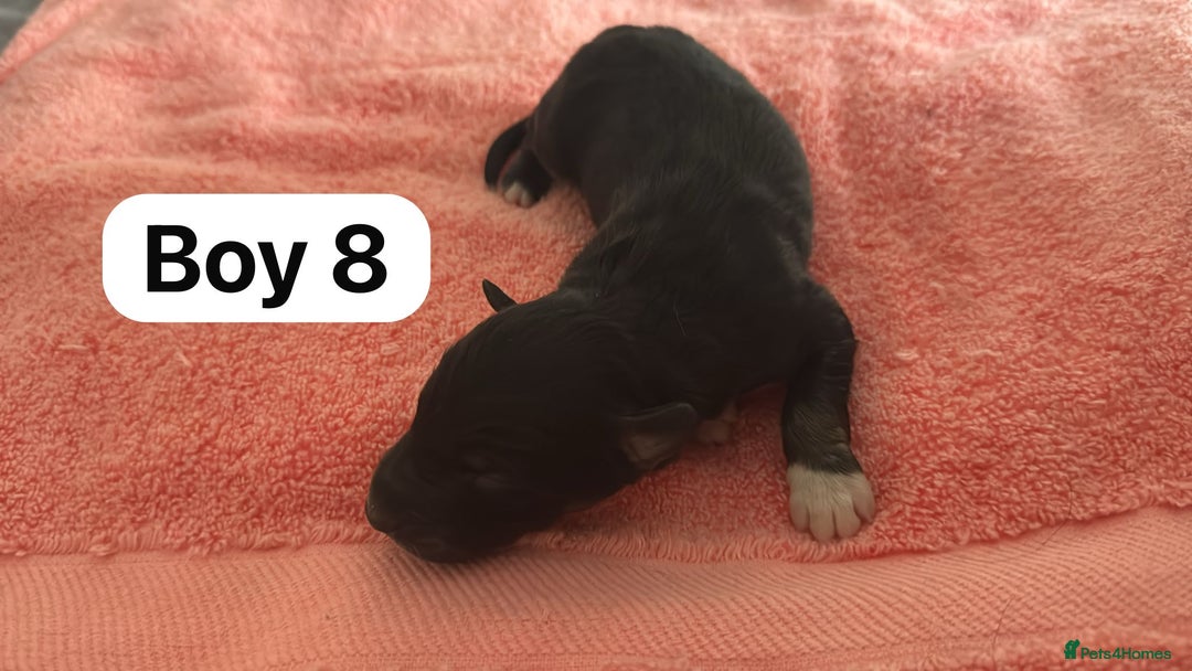 Border Collie dogs for sale: 10 border collies for sale  - Image 22