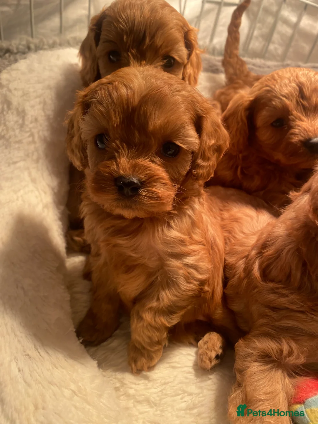 Cavapoo dogs for sale: Red Cavapoo both parents dna tested  - Advert 1