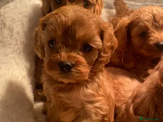 Cavapoo dogs Red Cavapoo both parents dna tested - Advert 5